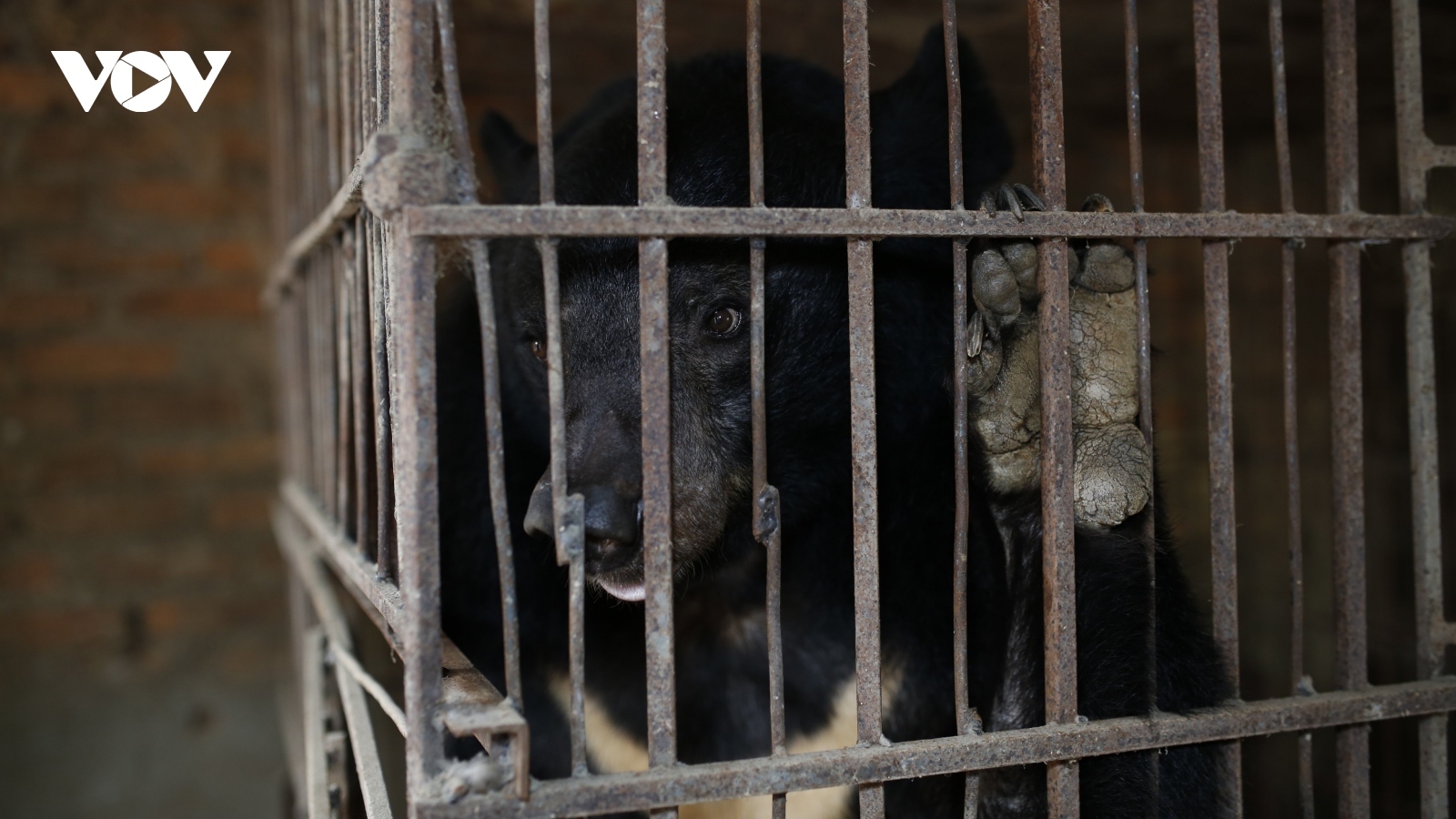 Chú gấu Tự Do ở Sơn La được bàn giao cho cơ sở bảo tồn